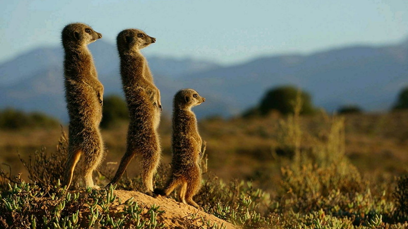 animal, savanna, meerkat, grass, two animals, vertebrate, mongoose, safari, plant, focus on foreground, no people, group of animals, mountain, animal wildlife