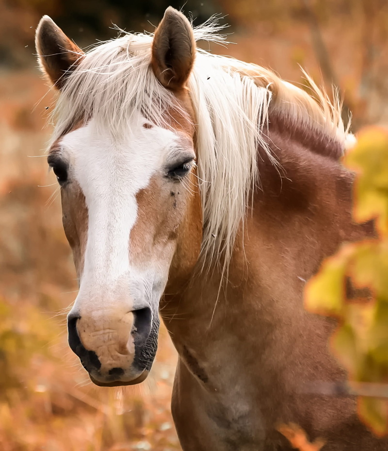 field, 1080P, herbivorous, mammal, domestic, animal head, tilt, animal, animal wildlife, portrait, animal themes, snout, outdoors, land, pre, equine, livestock