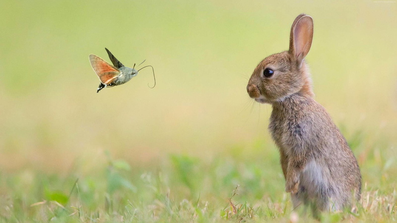 no people, rabbit, animal themes, rabbit - animal, grass, marvel, field, wildlife, prairie, vertebrate, animals in the wild, grassland, faces, plant, 4K