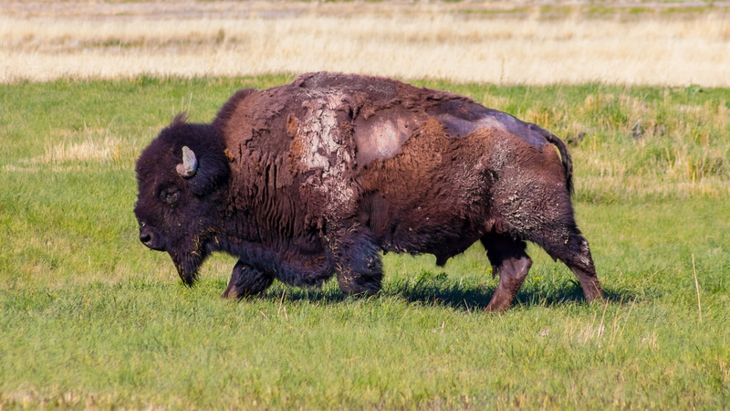 day, prairie, domestic animals, outdoors, mammal, american bison, grazing, bison, vertebrate, one animal, animal wildlife, buffalo, land, grass, livestock