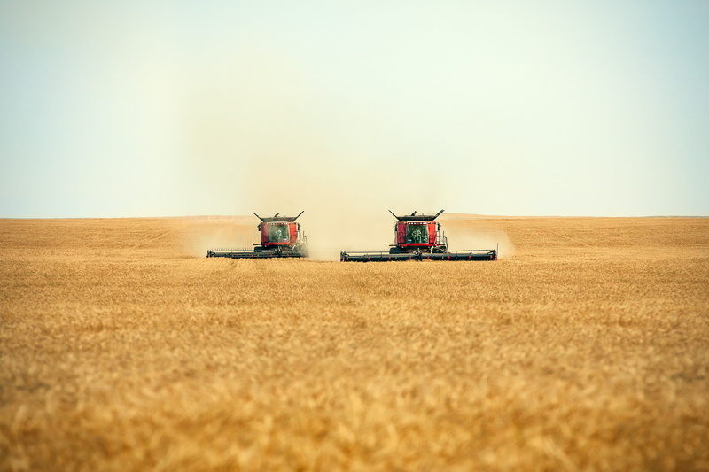1080P, working, a few harvesters, a pair of combines, roll, swath, combines, Harvesters, cutting, workers