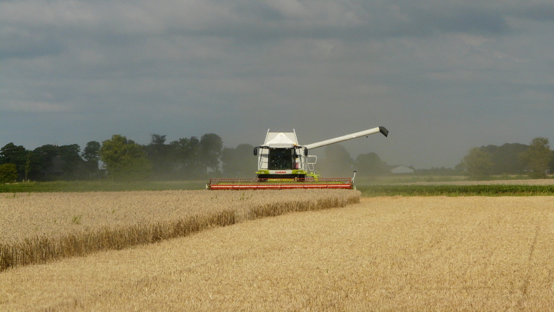 outdoors, harvest, sky, landscape, summer, field, land, cereal Plant, grain wheat, environment, day, no people, growth, rural Scene, ripe, crop, wheat