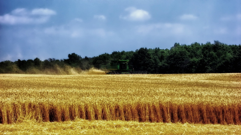 scenics - nature, plant, rural Scene, day, autumn, harvester, rural, cloud - sky, nature, landscaped, farm, landscape, farmland, no people, rice, tree