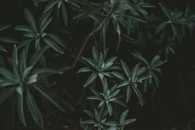 medicine, backgrounds, nature, alternative medicine, mood, outdoors, leaf, herb, marijuana - herbal cannabis, green, beauty in nature, healthcare and medicine