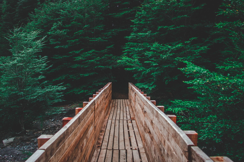 plant, tree, wood - material, the way forward, outdoors, lush foliage, growth, mountain, villarrica, chile, green color, park, long, land, architecture