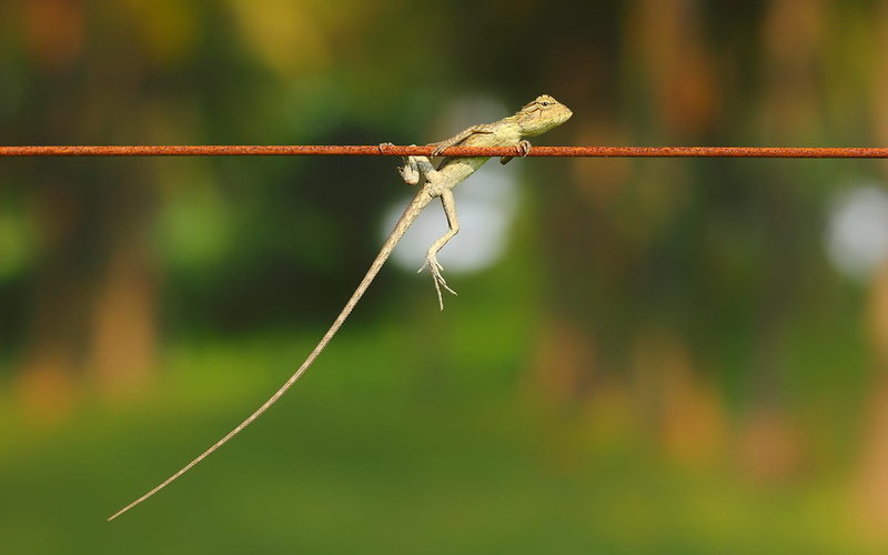 wire, rope, animals, insect, metal, plant stem, barbed wire, day, outdoors, plant, animals in the wild, animal wildlife, twig, 1080P, focus on foreground