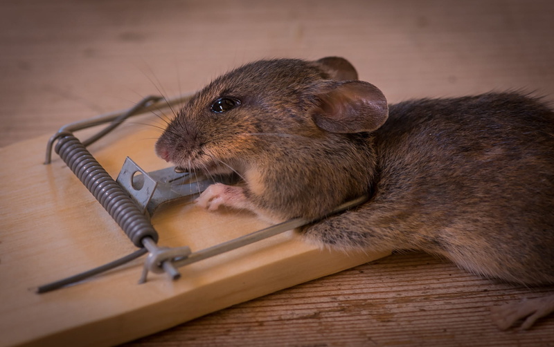 eating, death, rat, brown rat, animals, wood, animal wildlife, indoors, the mouse trap, whisker, animal themes, side view, mammal, no people, caught, wood - material