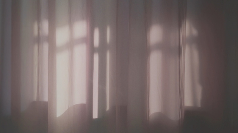 wall, tree, morning, shadow, sun, tranquility, home interior, reflection, 2K, struck, light, day, window, building, nature, beauty in nature, white, curtain