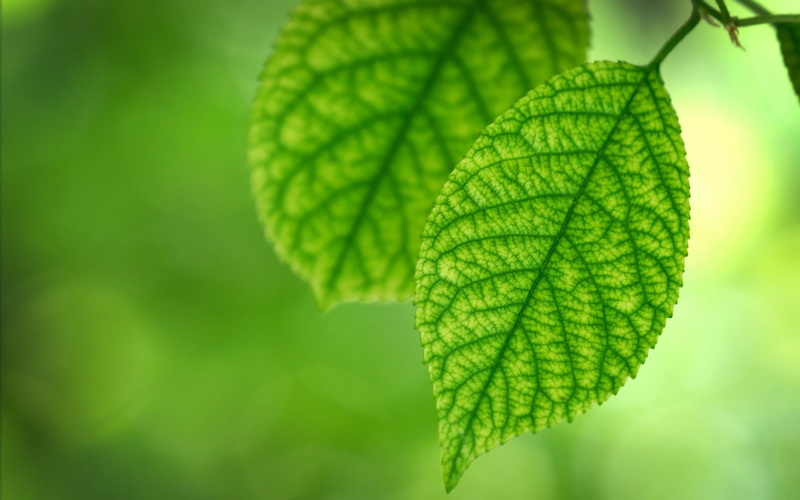 1080P, Leaves, Fresh, Green, Spring