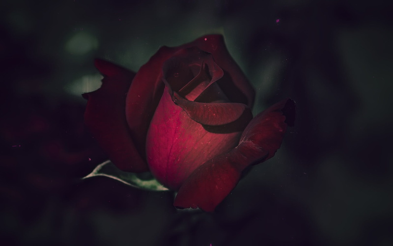 close-up, inflorescence, red, outdoors, fragility, flowering plant, rose - flower, flowers, water, plant, beauty in nature, petal, nature, no people, flower head