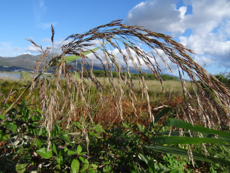 growth, beauty in nature, scenics - nature, crop, no people, 5K, nature, corsica, nature conservation, field, plant, reed-ear, tranquility, cloud - sky