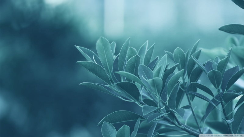 outdoors, springtime, abstract, season, macro, blue, leaf, green Color, flowering plant, nature, plant part, focus on foreground, botany, plant, green