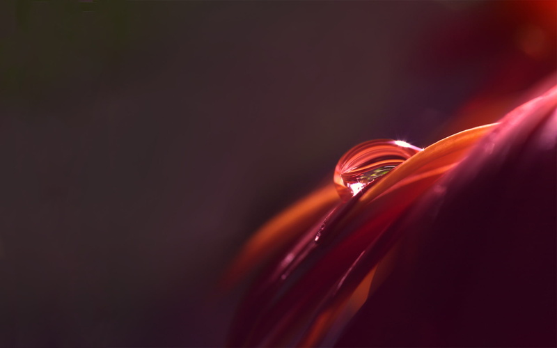 1080P, minimalism, macro, dew, flowers, water drops, petals