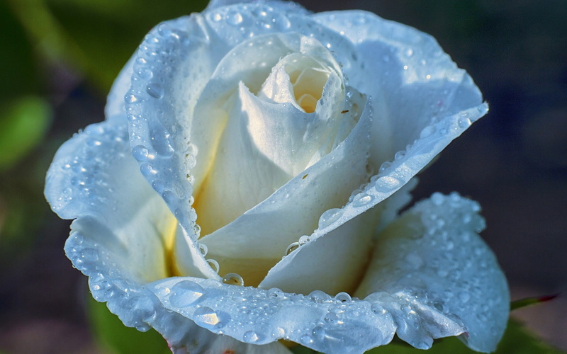 Dew, Water, Blue, Rose, 1080P, Drops, Light, Petals