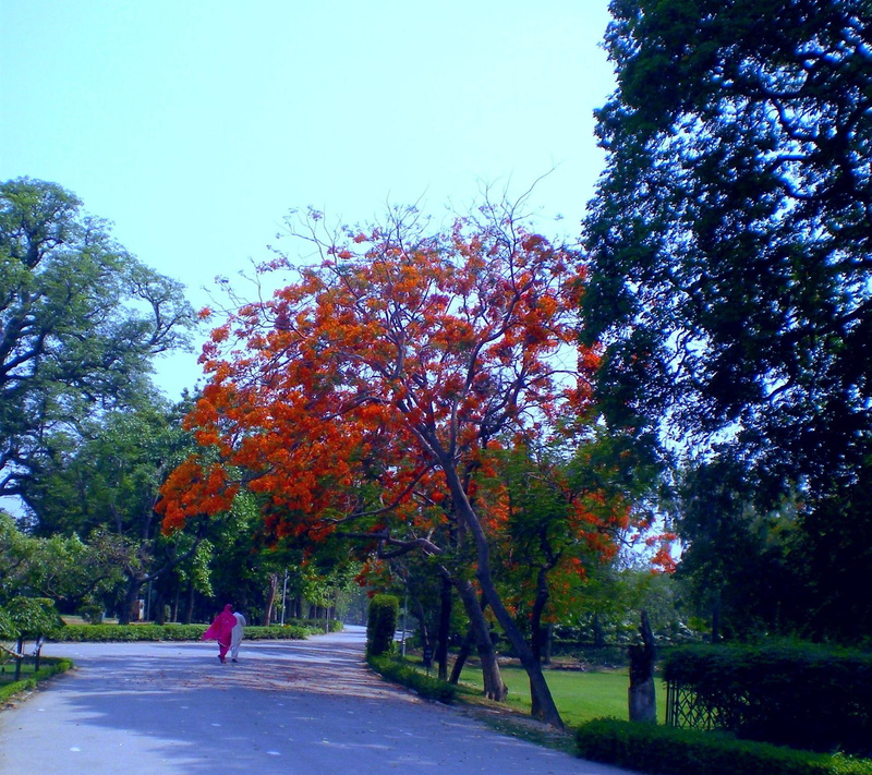 1080P, nature and landscapes, flowers, lovely, spring paradise, bature, spring, paradise