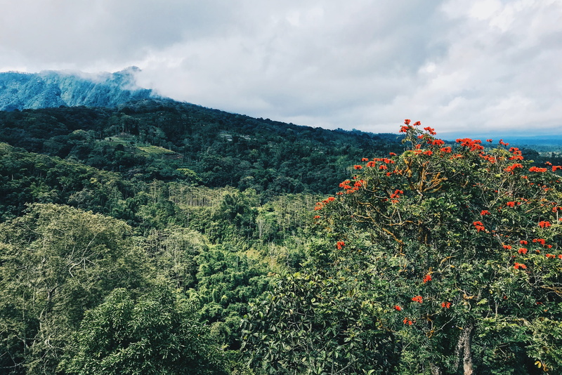 bush, mountain, 4K, sky, outdoors, land, weather, non-urban scene, forest, tranquil scene, tree, indonesia, vegetation, nature, high angle view, woodland