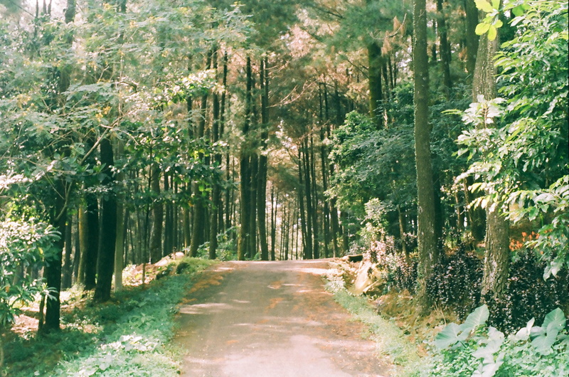 analog camera, day, trees, woodland, indonesia, tranquility, diminishing perspective, road, analog photography, plant, tranquil scene, no people, woods