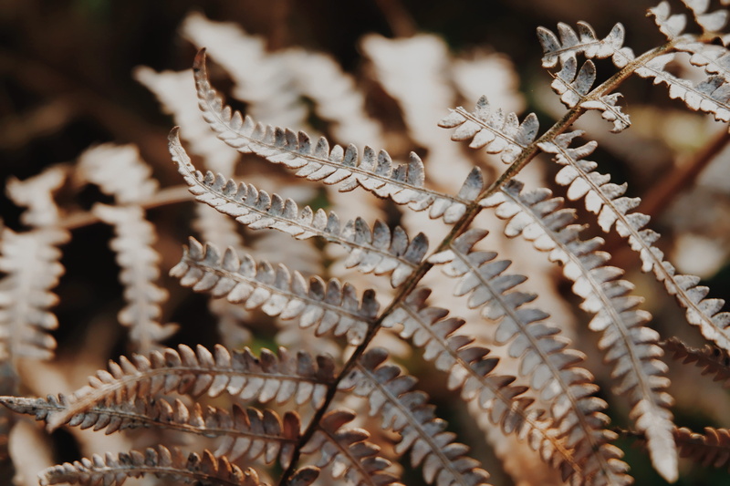 focus on foreground, fragility, snow, nature, gunung putri, tranquility, 4K, growth, indonesia, leaves, forest, winter, leaf, dry, selective focus, no people