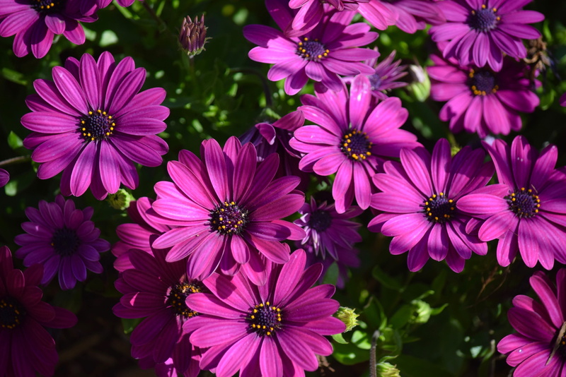 background, freshness, easter sunday, pink color, inflorescence, no people, flowering plant, beauty in nature, earth hour, close-up, focus on foreground