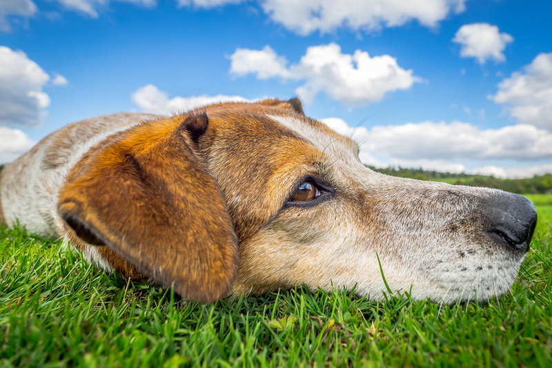 Redtick Coonhound, coonhound, friendship, dog days, lying, hund, redtick, purebred Dog, dog, field  dog, cute, looking, 1080P, grass, sila, canine, Lazy Sunday