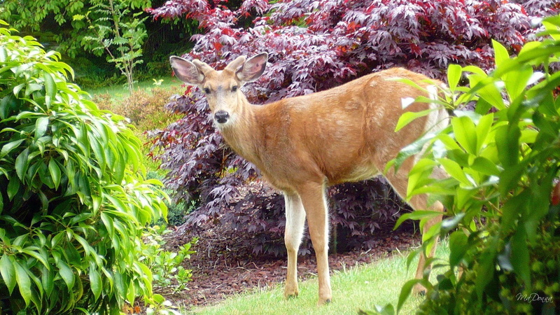 1080P, washington, animals, shrubs, deer, sunday, firefox persona, morning, widescreen, buck