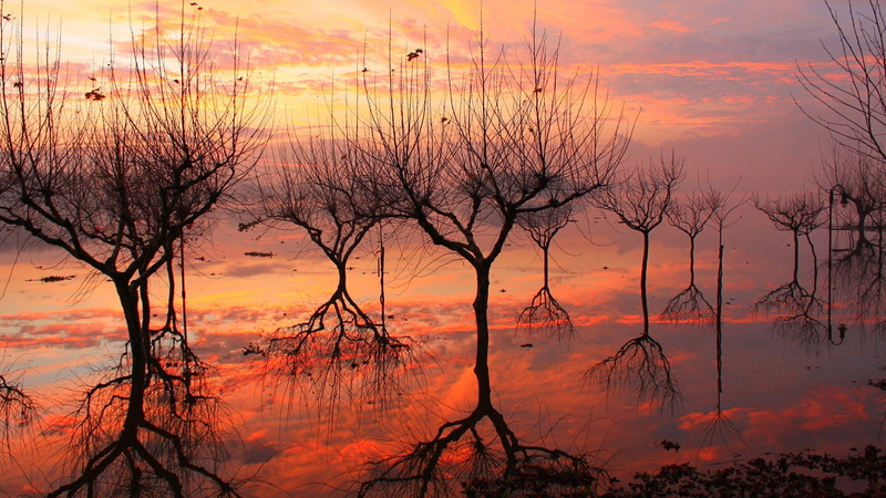 dusk, sunset, water, plant, sky, sundown, sun, scenics - nature, orange color, cloud, beauty in nature, dark, sea, no people, scenery, horizon, twilight