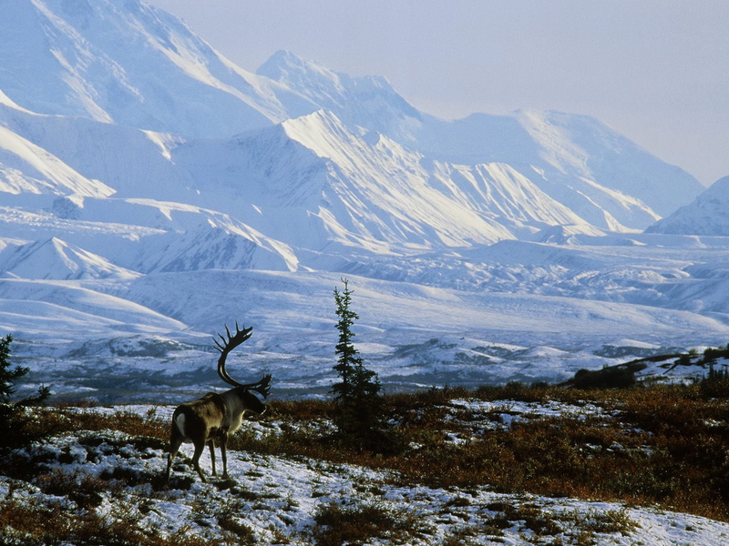 world, animal wildlife, reindeer, snowcapped mountain, 720P, animal, day, World, no people, beauty in nature, nature, snow, alaska
