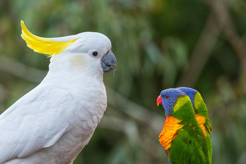 outdoors, feather, parrot, multicolor lorikeet, two, vertebrate, animal themes, gray, parrots, boss, loricati, perching, animal, nature, focus on foreground