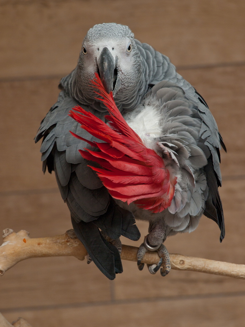gray, macaw, zoology, focus on foreground, animal, grey parrot, close-up, perched, branch, perching, fauna, one animal, psittacus erithacus, tree, no people