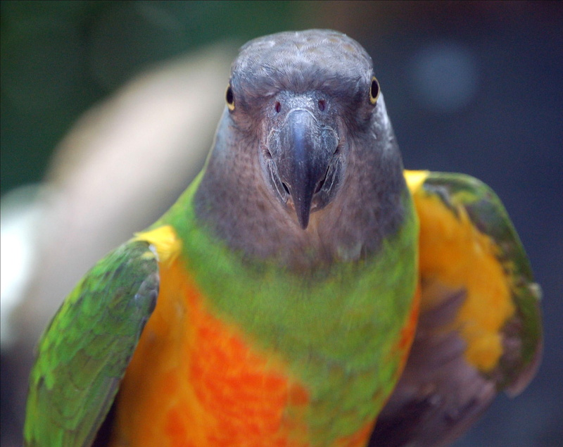 senegal, animals, 1080P, senegal parrot, beak, parrot, parrot face