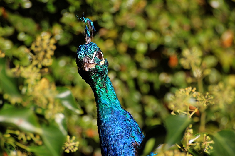5K, feather, blue, wildlife, colors, green, nature, elegance, Peacock, green Color, bird, close-up, multi Colored, male Animal, green bird, beak, animal