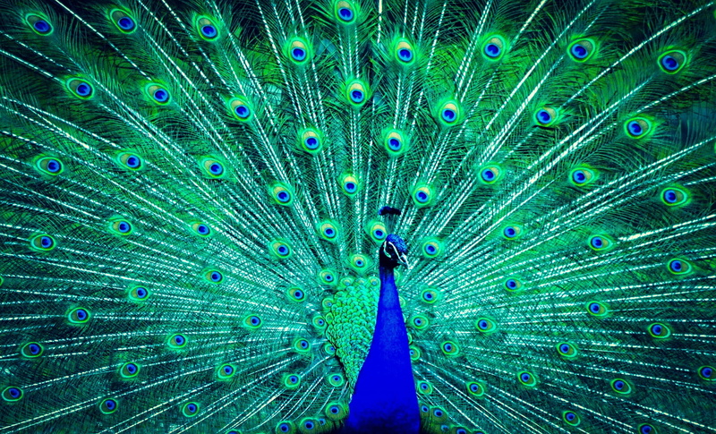 multi colored, peacock feather, bird, vibrant color, animals in the wild, peacock, feather, nature, turquoise colored, green, fanned out, day, natural pattern