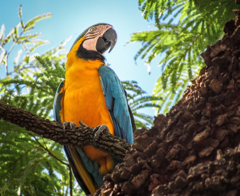 wildlife, blue, parrot, macaw, day, tree, vertebrate, one animal, perching, branch, gold and blue macaw, animals in the wild, multi Colored, bird, animal wildlife