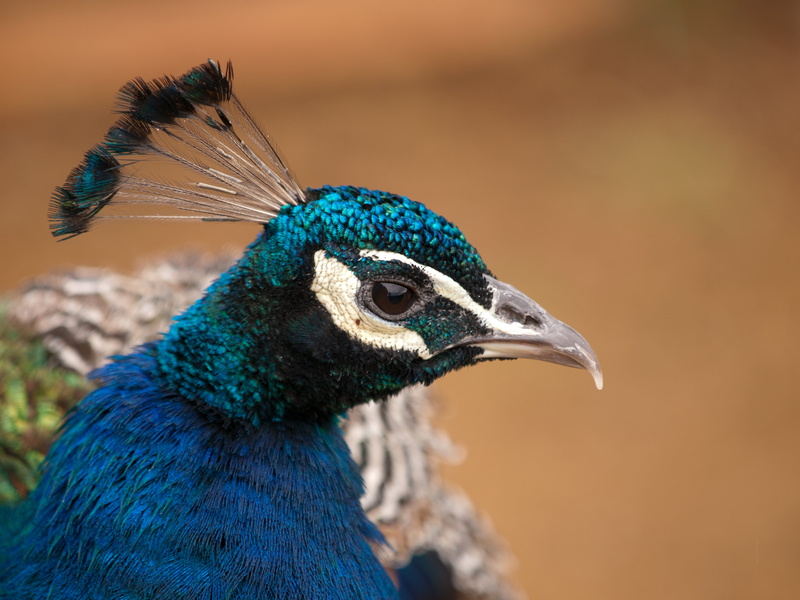 nature, close-up, animal, E-3, beak, captivity, blue, event, head, feather, wildlife  zoo, Whipsnade Zoo, trip, feathers, ZSL, digital-camera, outdoors