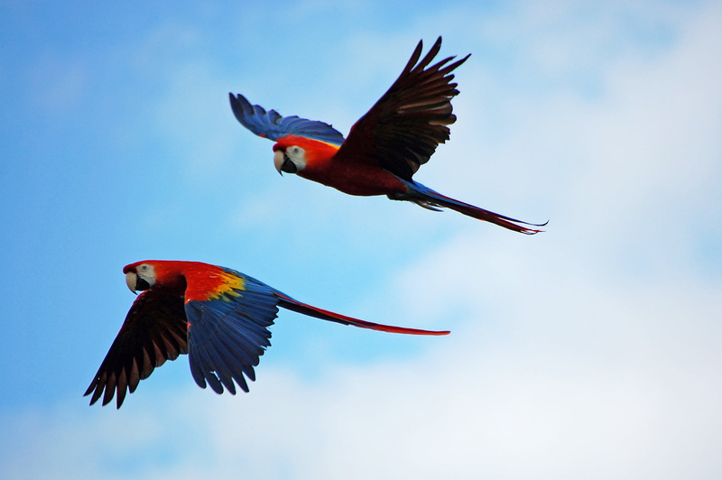 beak, yellow, love, animal wing, living-organism, wildlife, majestic, 2K, bill, animals in the wild, parrots, prey, animal themes, flying, parrot, day