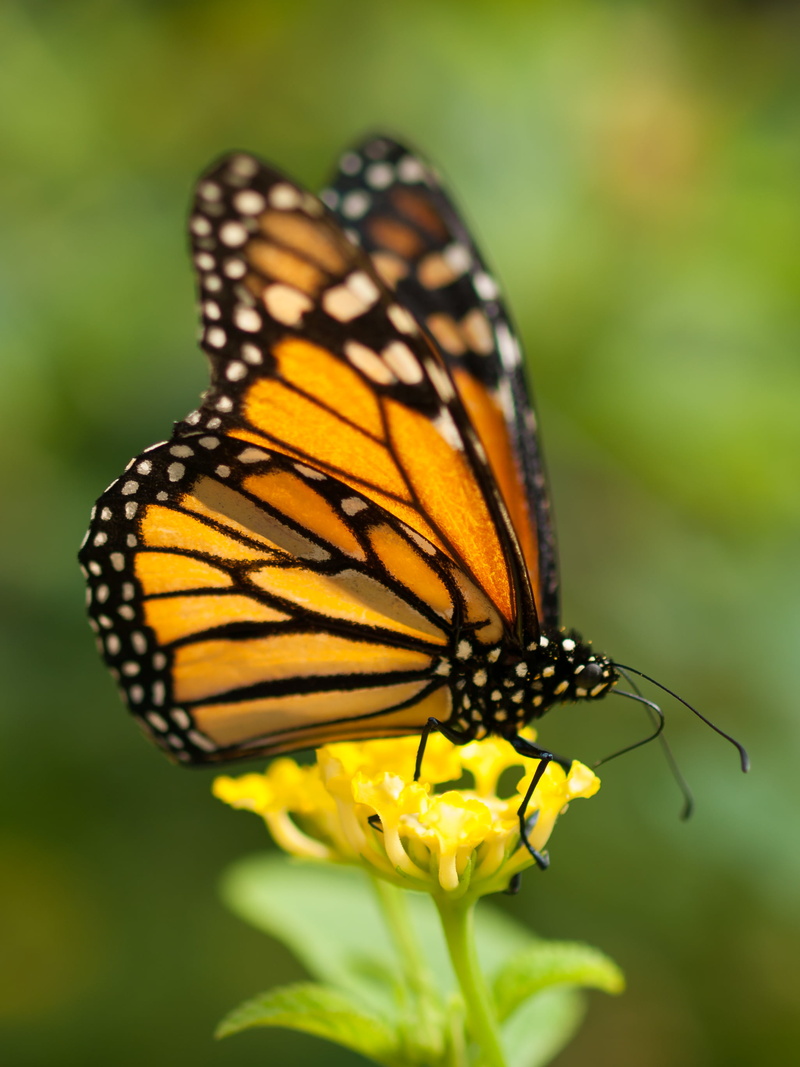 butterfly - Insect, plant, Gran Canaria, female, butterfly, nature, Palmitos Park, close-up, Macro, 2K, flower, multi Colored, Olympus E-3, beauty In Nature