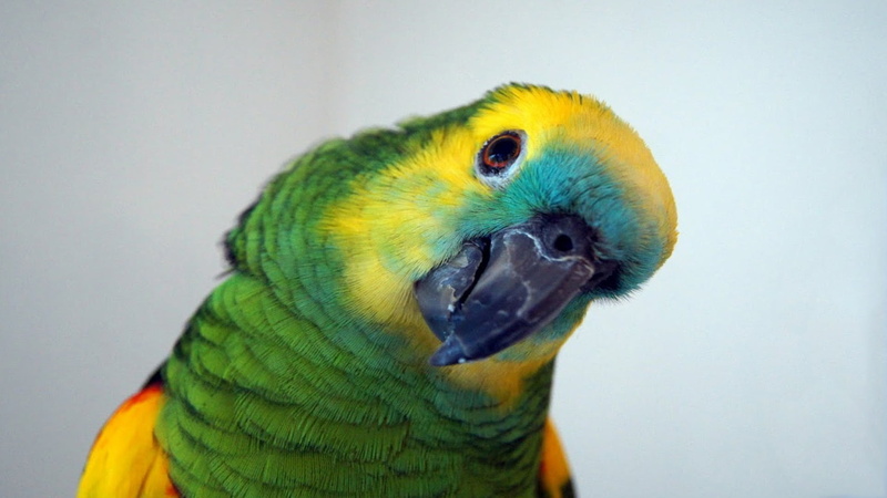 focus on foreground, nature, animal head, 1080P, macaw, indoors, pets, plumage, bird, parrot, animals in the wild, bill, animal, no people, amazone, shallow
