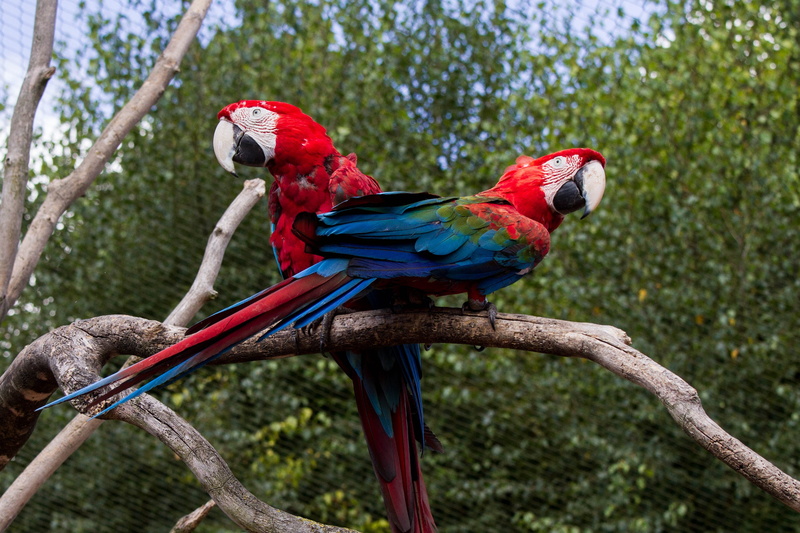 blue, family, animal park, nature, color, ara, colorful, perched, wild animal, two animals, bird, macaw, two, group of animals, scarlet macaw, 2K, rainbow parrot
