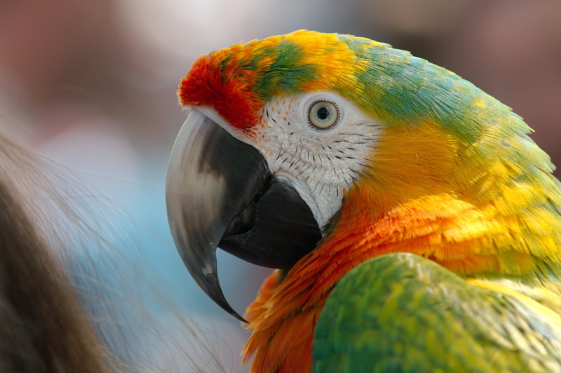 animals In The Wild, animal themes, day, tropical bird, macaw, Hybrid, Animal, Parrot, feather, focus on foreground, multi Colored, tropical Climate, red