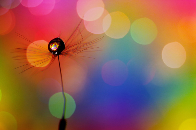 YELLOW, SEED, YES NO PEOPLE, selective, NEAL, bug, SCOTLAND, ME  YOU  THEM, focus, MACRO, BLUE, abstract, expect, BOKEH, lights, 4K, 500D, COLOURS, photography