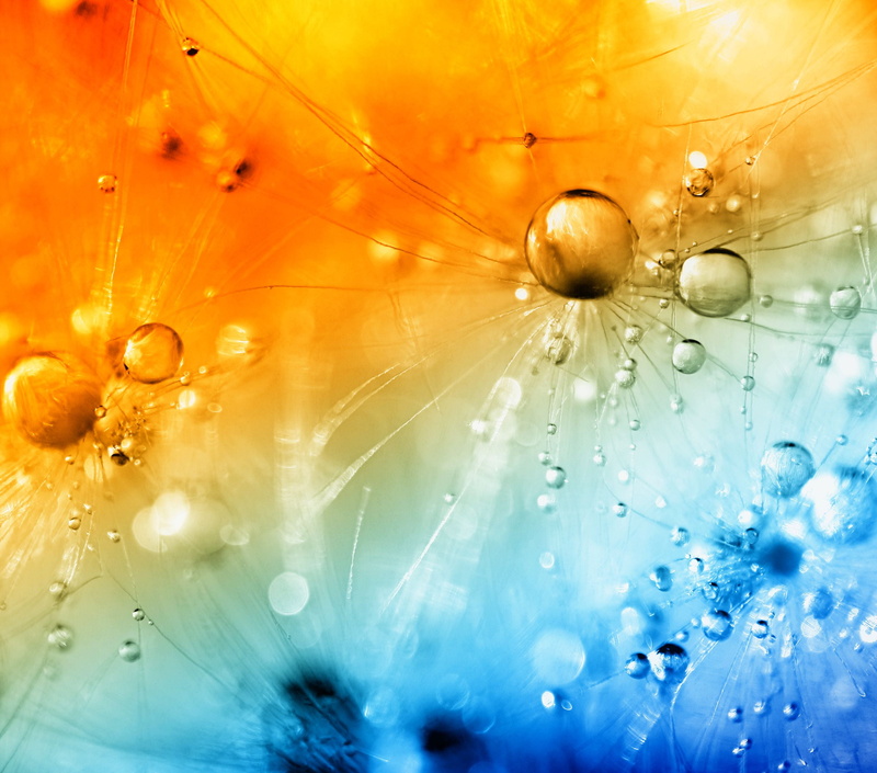 close-up, DROPS, photo, WATER, macro, DANDELION, 2K, dew, HOT  COLD, CANON, orange, lens, Blowing Hot and Cold, orange and blue, WEED, drop, YELLOW, bubbles
