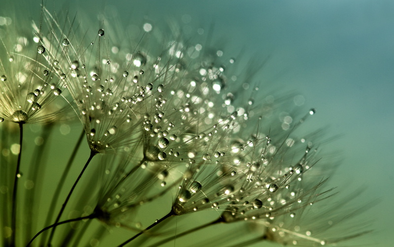 liquid, close-up, photography, stem, flora, fresh, plant, season, no people, 4K, weed, green, flowering plant, wet, macro, raindrop, extreme close-up