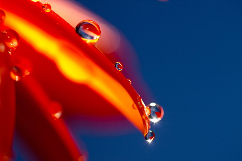 droplets, macro, STUFF, HSS, NEAL, SUNDAY, RING FLASH, FLOWER, CANON, BLUE, water, ORANGE, 4K, macro photography, SLIDER, water droplets, RED, 500D, COLOURS