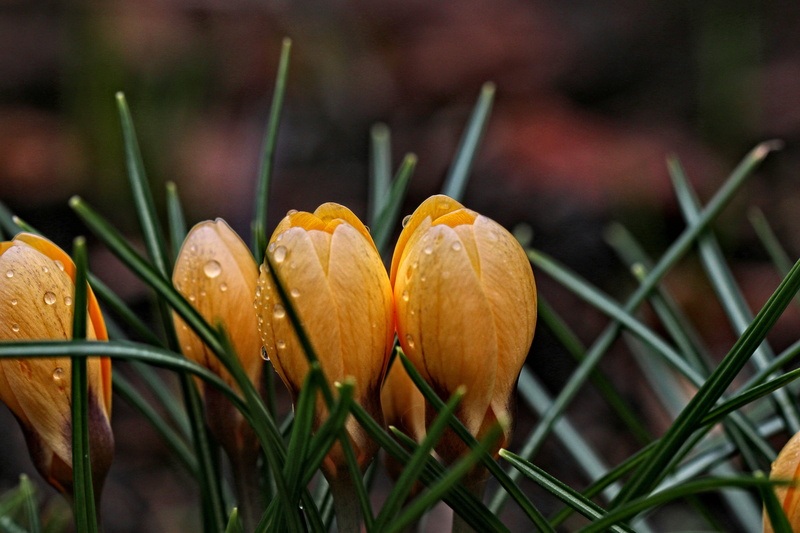 selective, flickr, flower, Nature, Macro, garden, plant, Makro, Dreams, 5K, springtime, Language of Flowers, flowers, Colors, crocus, Focus, Fabulous