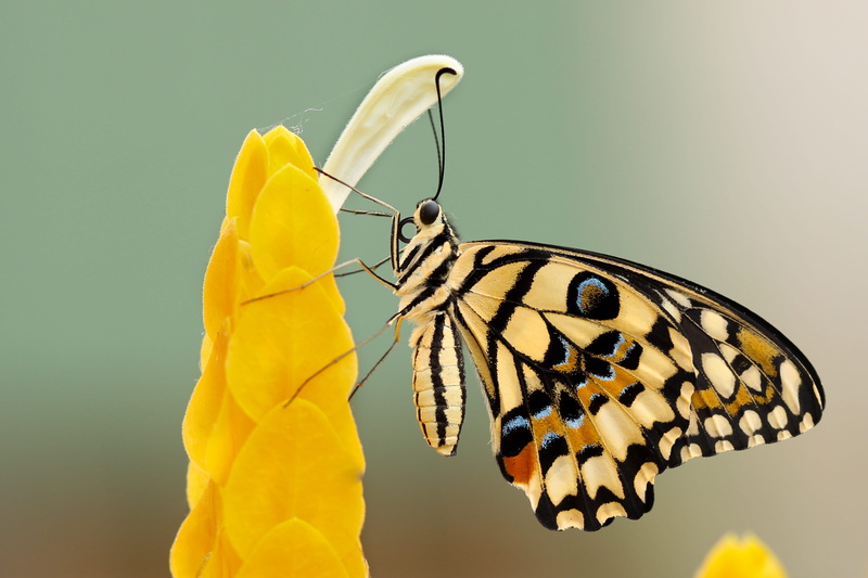 orange Color, animal body part, no people, animals And Pets, animal, wing, fragility, side view, wildlife, vulnerability, focus on foreground, summer, daytime
