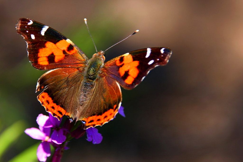 orange, multi Colored, beauty In Nature, purple, macro, animal Wing, brown, butterfly - Insect, gran, white, grey, 480P, summer, canaria, insect, butterfly