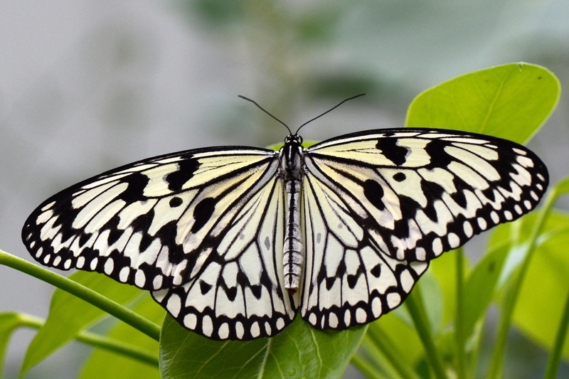 Schmetterlinge, idea, wildlife, mariposa, laf, paperkite, animal Wing, Lepidoptera, Rice Paper, White  wings, black  White, animal, multi Colored, butterfly - Insect