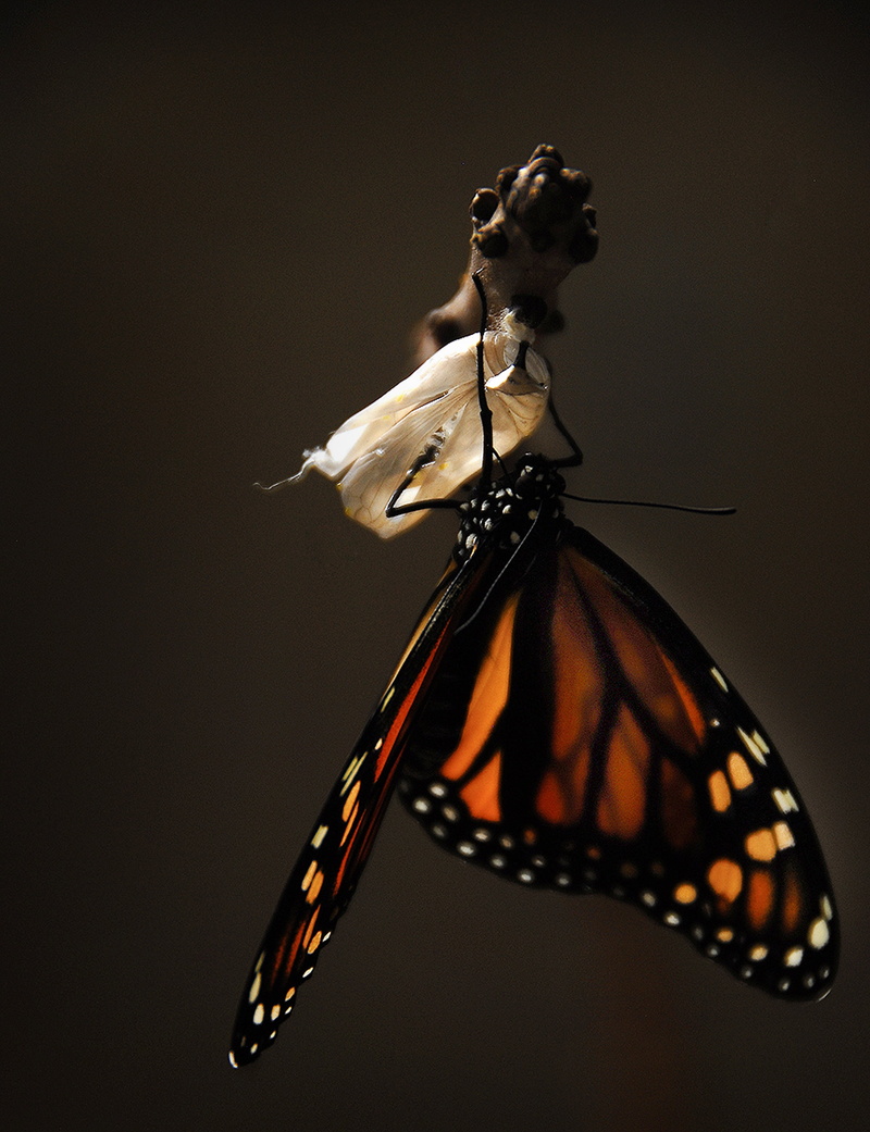 butterfly - Insect, animal themes, photo, animal wildlife, cut out, animal, black Color, copy space, change, macro, vulnerability, 2K, close-up, monarch butterfly