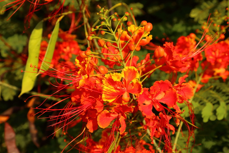 tropical, freshness, blossom, flower, red, beauty in nature, natural, plant, whi, colorful, tree, petal, pulcherrima, bunch of flowers, vulnerability, peacock