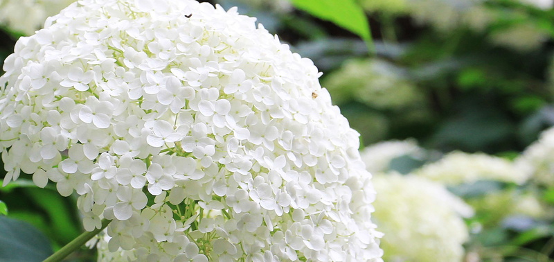 bunch of flowers, flora, plant, 4K, garden, springtime, hydrangea, flowering plant, small flowers, no people, ornamental plant, ornamental flower, flower arrangement